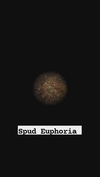 Spud Euphoria